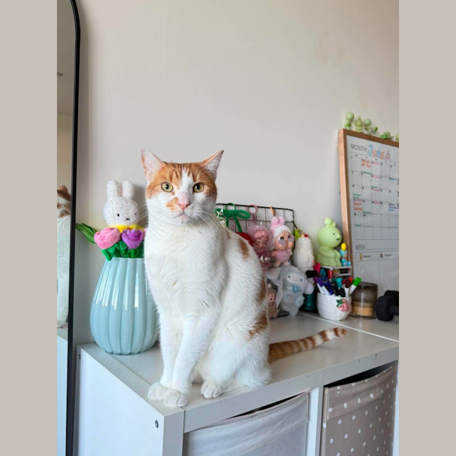 Photo of Monsieur Mason