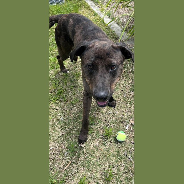 Photo of Boof (4848)