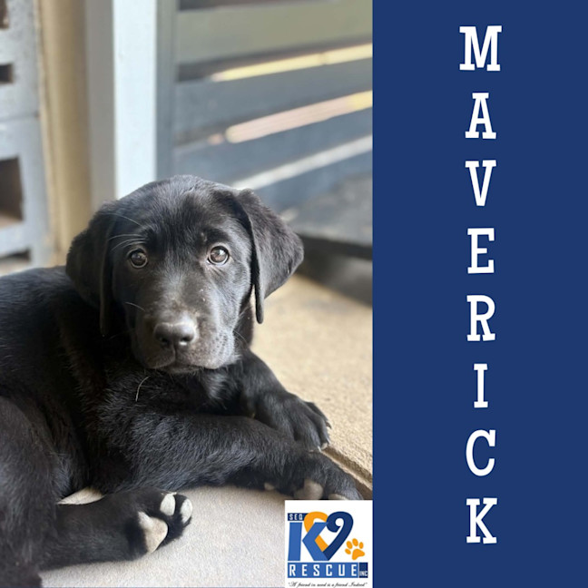 Photo of Maverick
