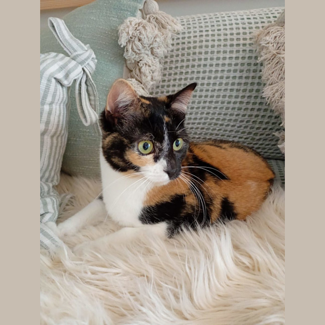 Photo of Tilly Now At Pet Quarters Glendale