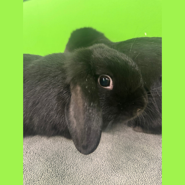 Photo of Lilly