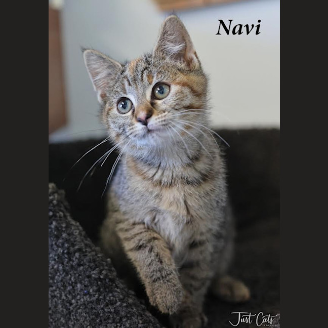 Photo of Navi   Burnie