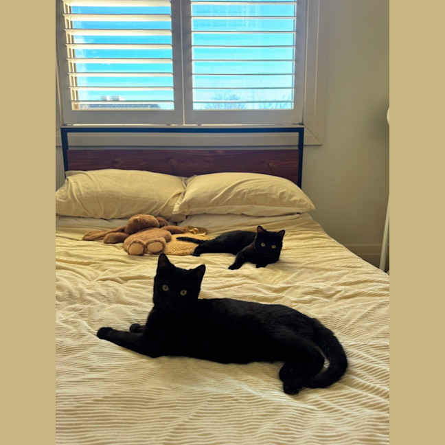 Photo of Vegemite (Binx)