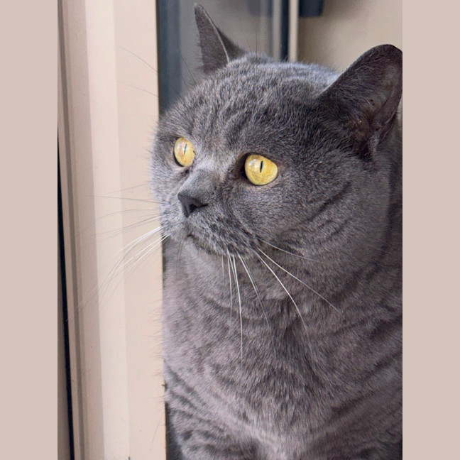 Photo of Muffin