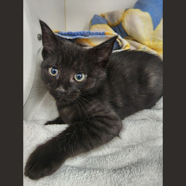 Photo of Bosley