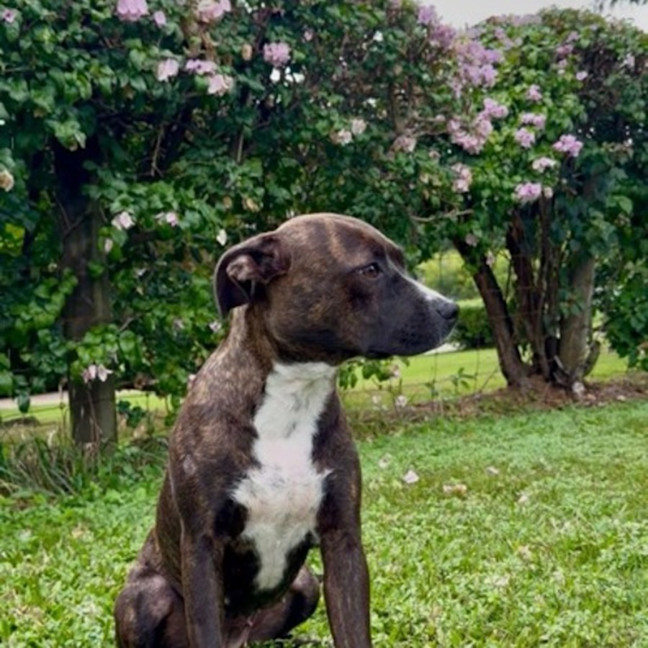 Photo of Gracie 