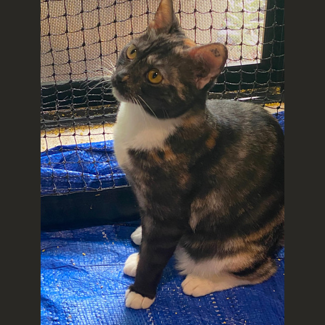 Photo of Leo And Raven❤️