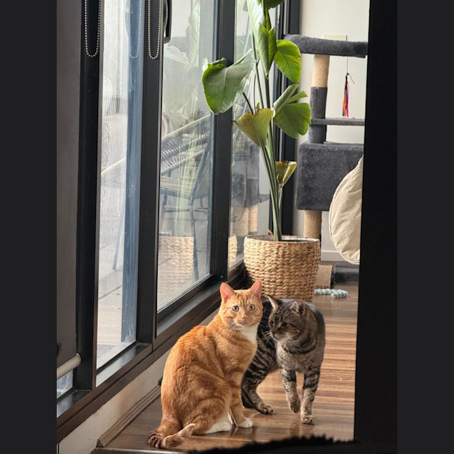 Photo of Kimchi & Bruno
