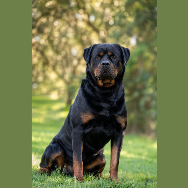 Photo of Big Red