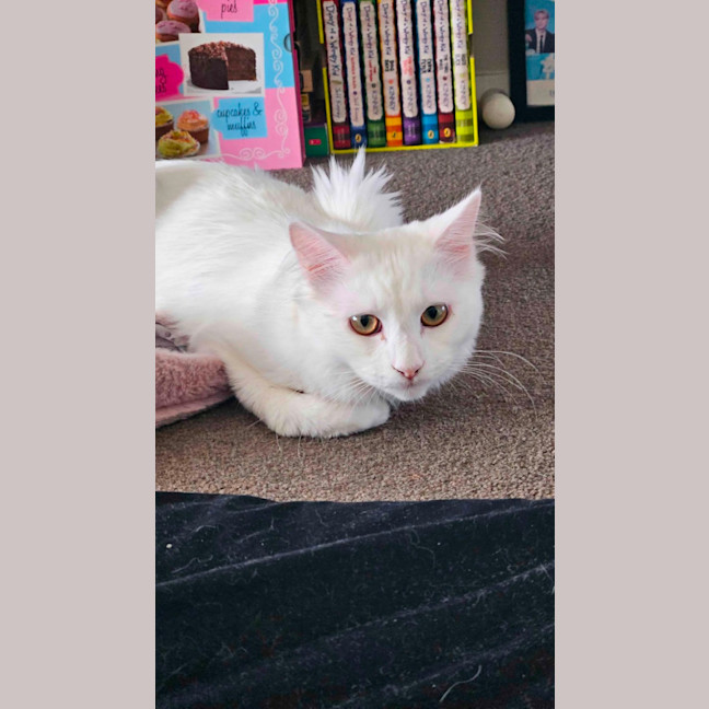Photo of Yuki