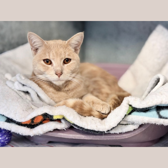 Photo of Peanut