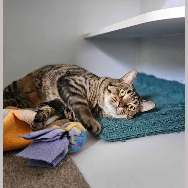 Photo of Galahad
