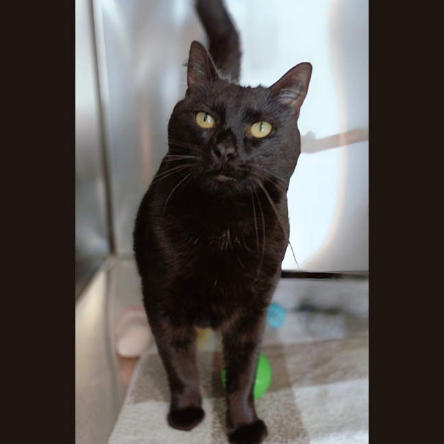 Photo of Smokey