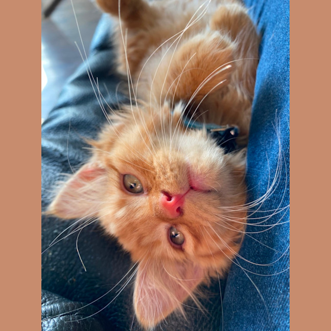 Photo of Blaze  Meet Me At Pet Stock Chelsea