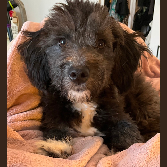 Photo of Pippi