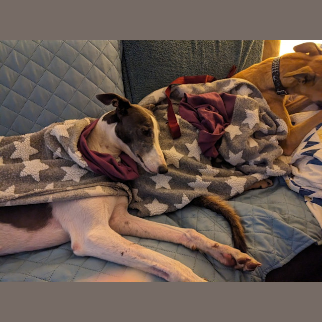 Photo of Flowers, The Greyhound