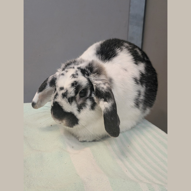 Photo of Clyde