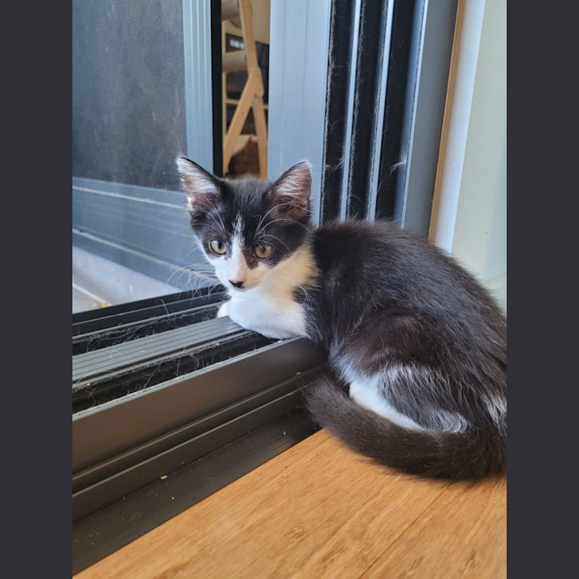 Photo of Winter  Available From 20/1