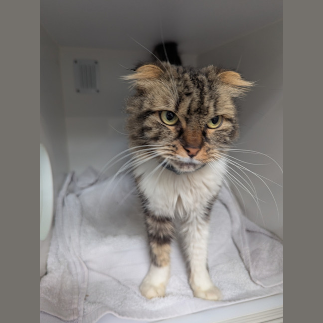 Photo of Tinkerbell