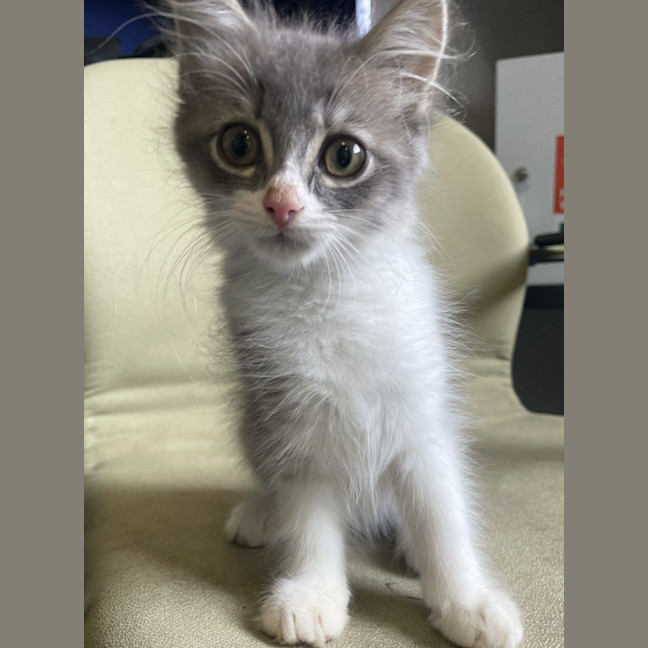 Photo of Maxibon