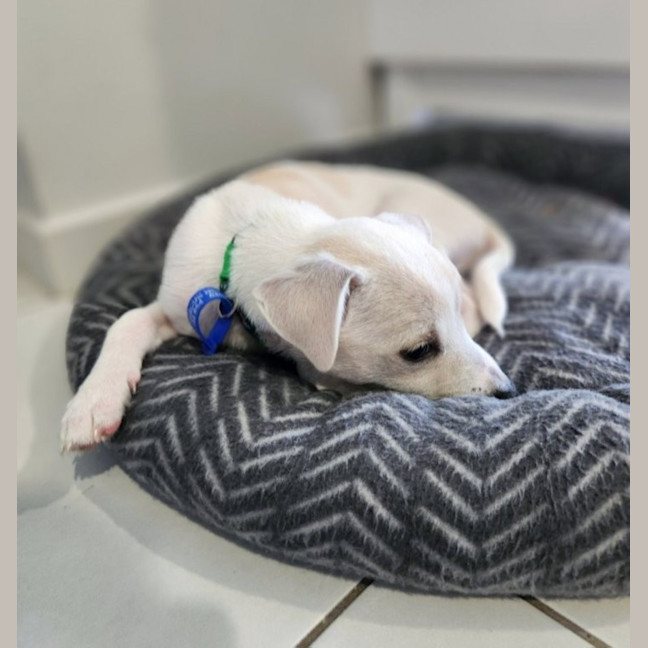 Photo of Soleil   10 Week Old Jack Russell Terrier