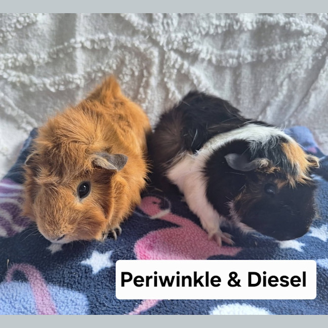 Photo of Periwinkle & Diesel