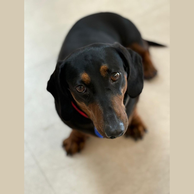Photo of Harley   4 Year Old Dachshund