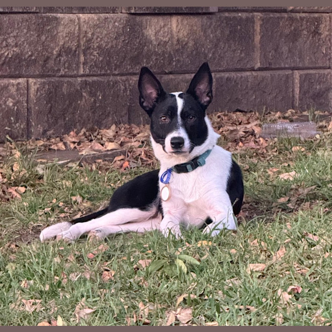 Photo of Pippa   1 Year Old Cattle Dog X