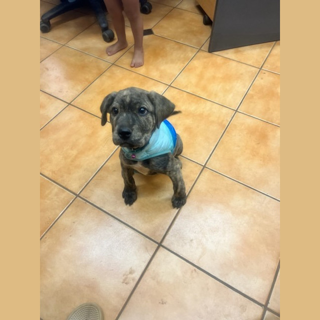 Photo of Uma (Lollie)