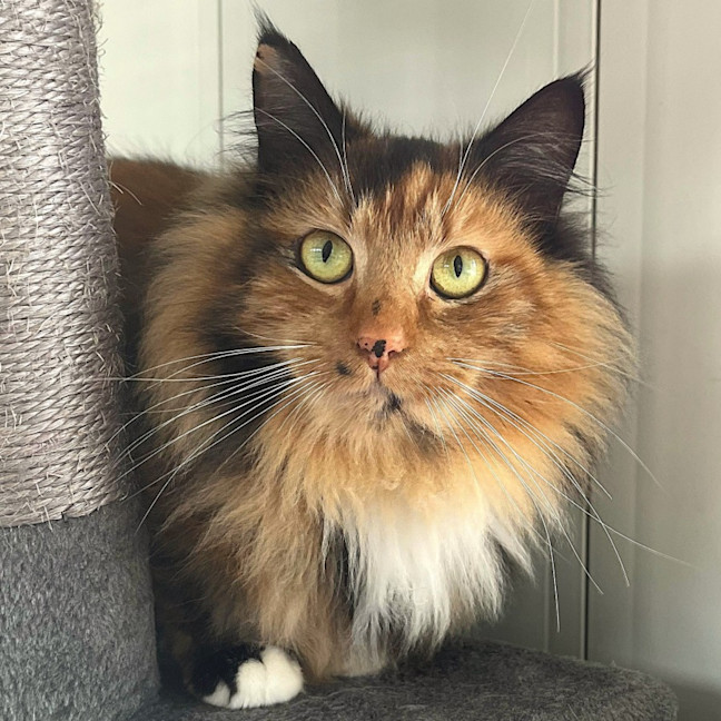 Photo of Bellatrix