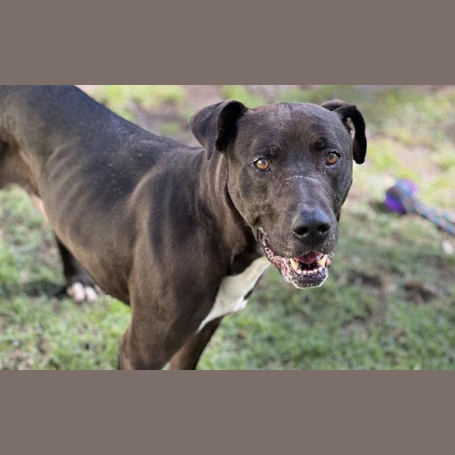 Photo of Hopper