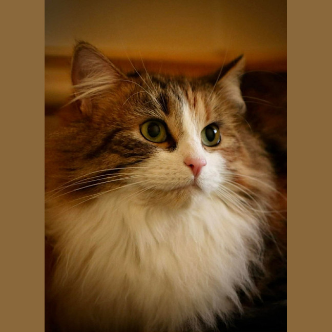Photo of Mystic 