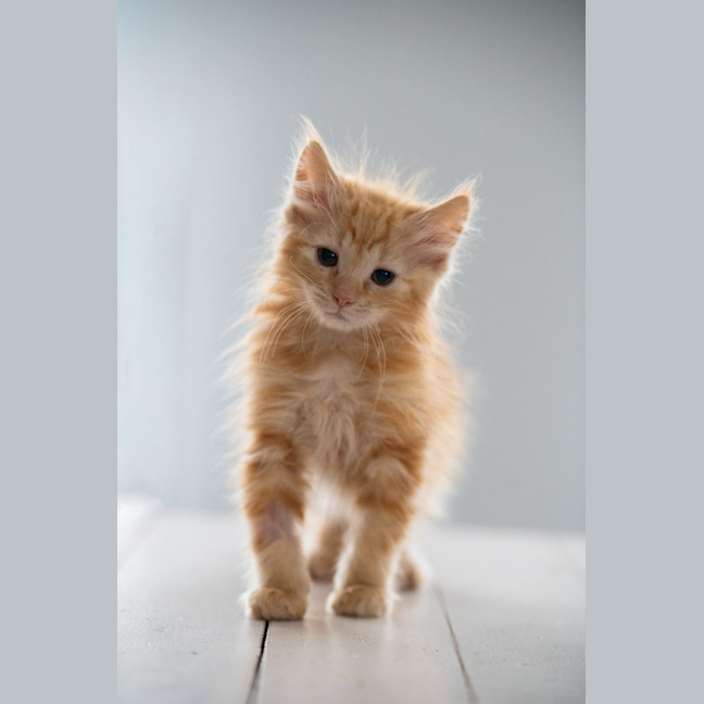 Photo of Ron Weasley