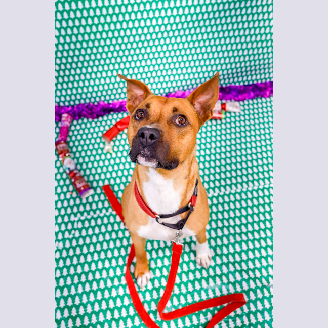 Photo of Ryder