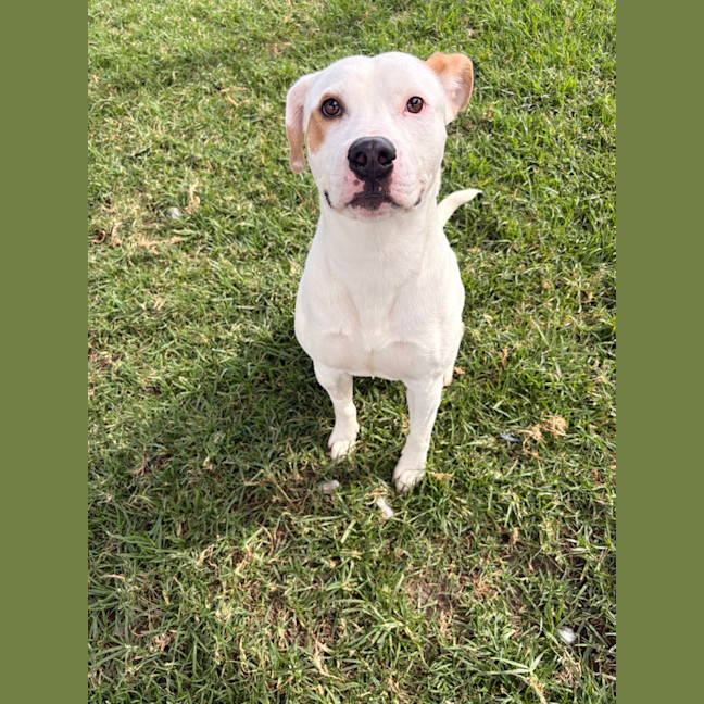 Photo of Houdini