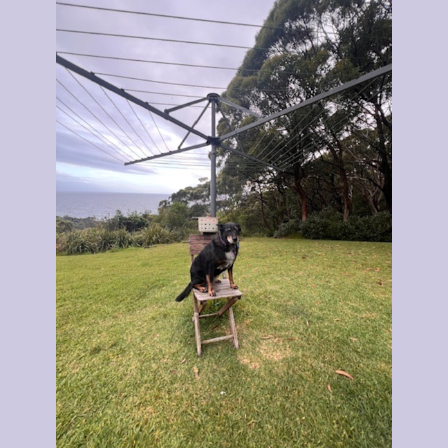 Photo of Jessica   6 Year Old Kelpie X Cattle Dog