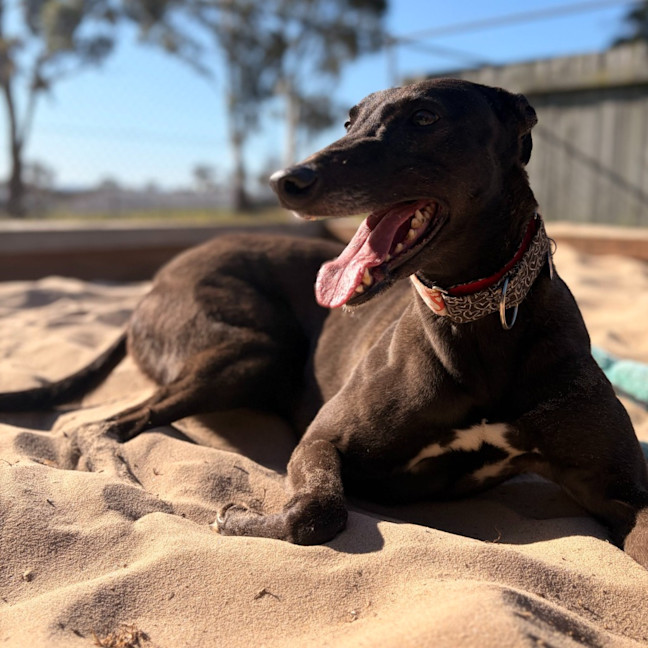 Photo of Katarina The Greyhound