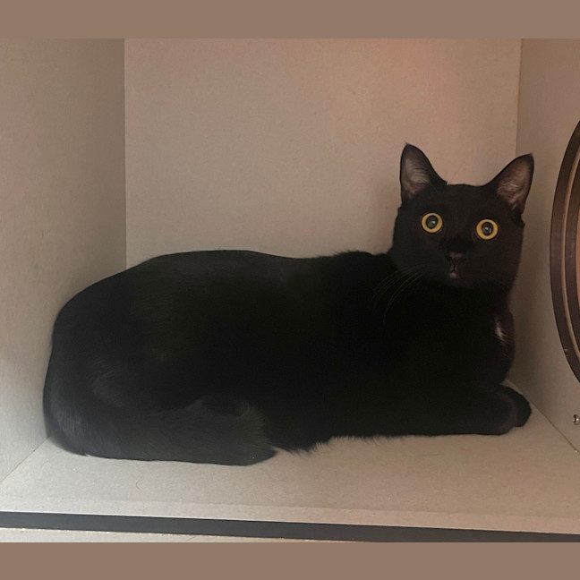 Photo of Soot