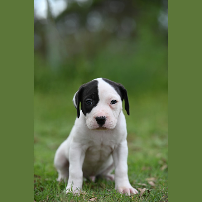 Photo of Obi