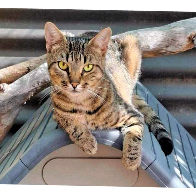 Photo of 11642   Gabby