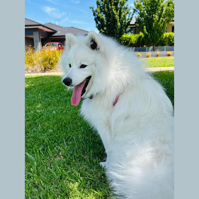 Photo of Aspen