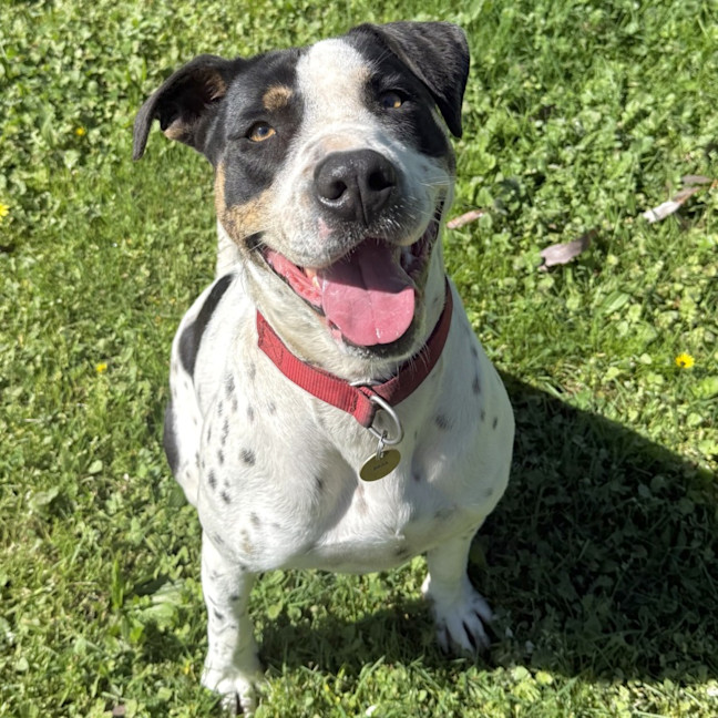 Photo of Patch