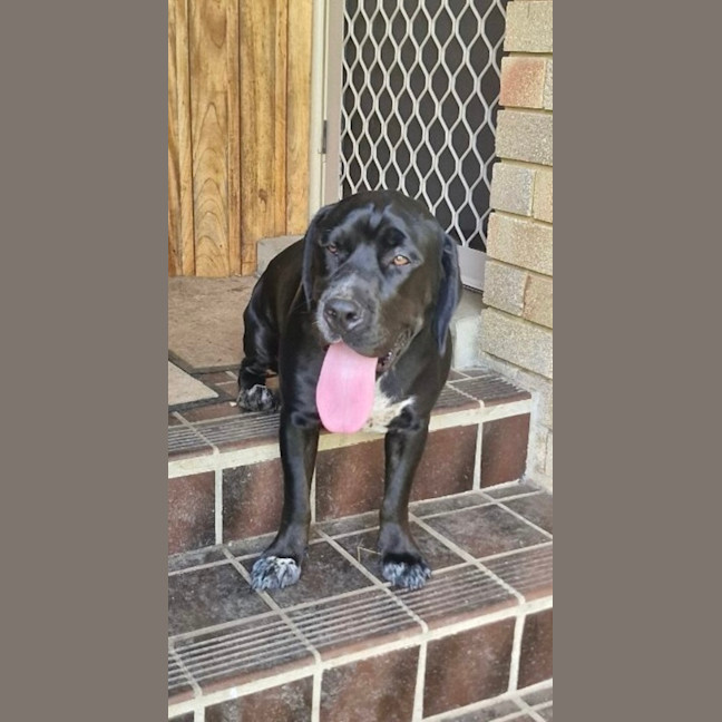 Photo of Nitro