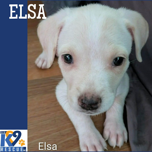 Photo of Elsa