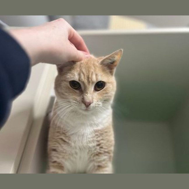 Photo of Nova