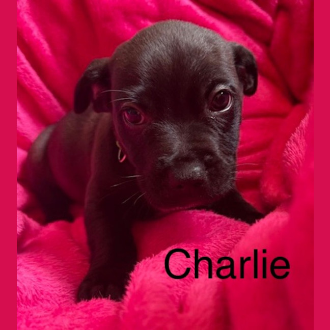 Photo of Charlie