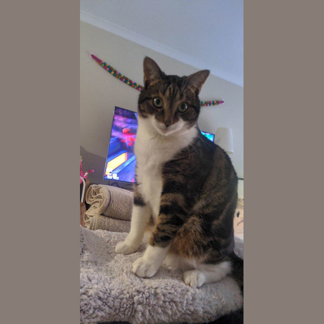 Photo of Poppet