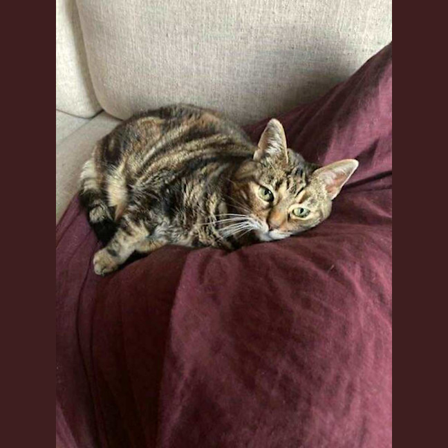 Photo of Dasha   Located In Northcote