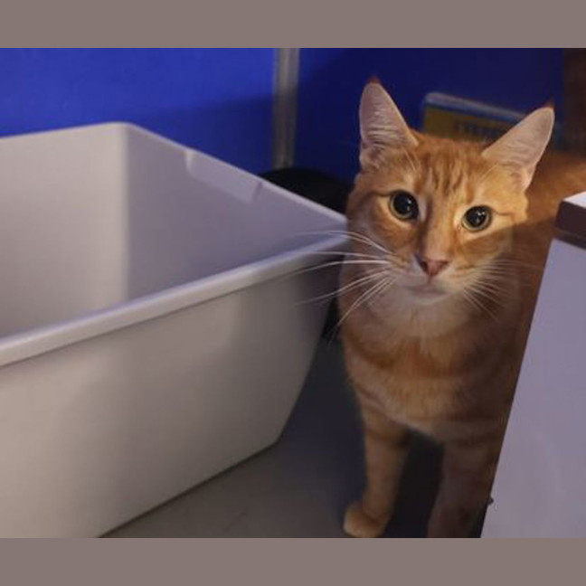 Photo of Garfield