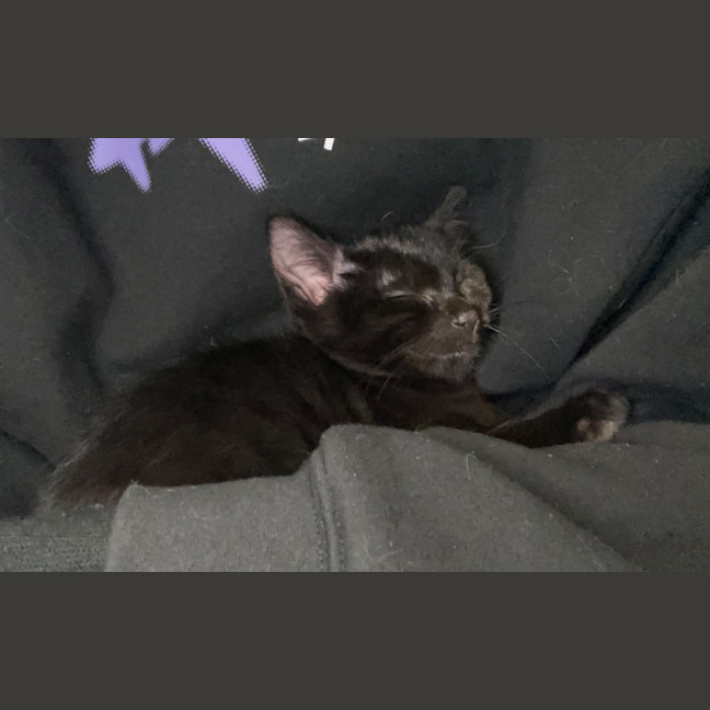 Photo of Binx